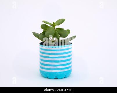 Bottle planters craft - Finished pots with plants - Blue and white stripes with succulent Stock Photo