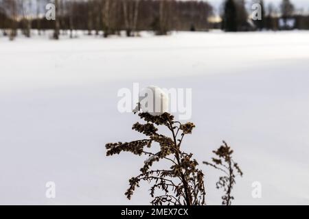 A green tree branch with a white snowball on it with a forest of trees in the background Stock Photo