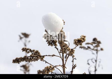 A green tree branch with a white snowball on it with a forest of trees in the background Stock Photo