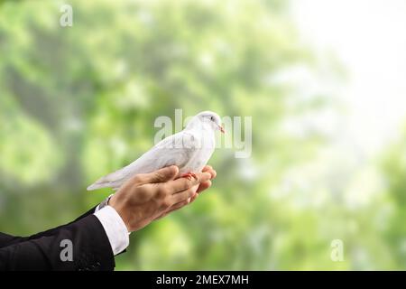 Male hand holding a white dove in a park with trees in the background Stock Photo