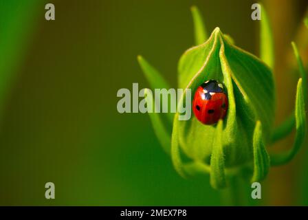 Ladybug  on a peony bud resting in the sunlight Stock Photo