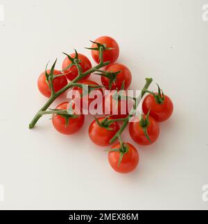 Cherry tomatoes on the vine Stock Photo