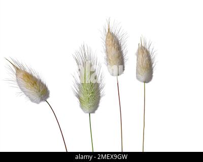 Lagurus ovatus (hare's tail grass) Stock Photo