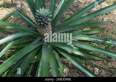 High angle view of a Pineapple plant (Ananas Comosus) with growing immature pineapple fruit at the recently weeds removed pineapple plantation Stock Photo