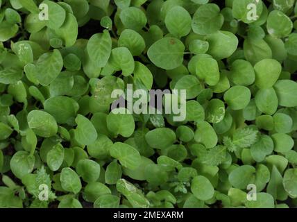 Overhead view of lots of growing small plants of Eggplant (Solanum Melongena) from seeding at a plant nursery. This plant, also known as Brinjal Stock Photo