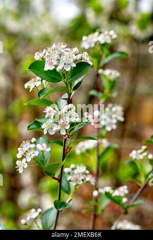 Chokeberry Stock Photo