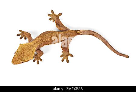 Crested gecko, Correlophus ciliatus, from above Stock Photo