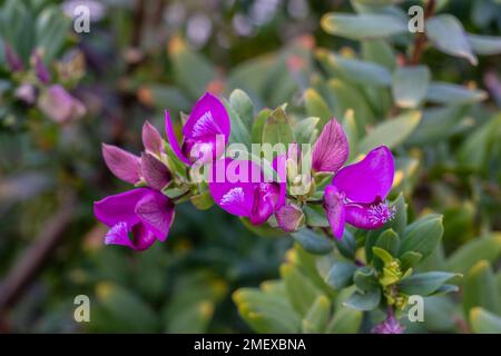 Closeup view of bright purple pink flowers of polygala myrtifolia bush aka myrtle-leaf milkwort blooming in outdoor garden Stock Photo