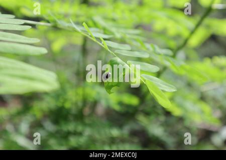 A black and orange color leaf eating beetle (Aulacophora Nigripennis) walking on top of a leaf of a wild leaflet Stock Photo