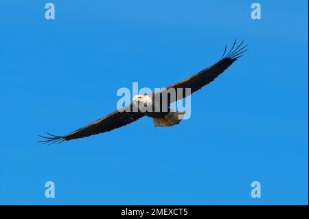 A Bald Eagle soars on the air currents above Bluff Lake near Starkville, Mississippi. Stock Photo