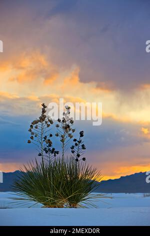 ,White Sands National Monument, New Mexico, USA Stock Photo