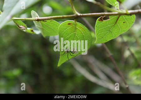 A lynx variety spider is on the underside of a Night flowering jasmine plant leaf with the spider eggs Stock Photo