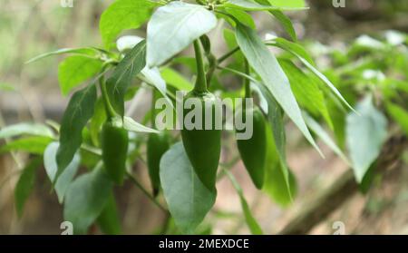 Close up of a green chili pod hanging from the chili plant in direct sunlight in the home garden Stock Photo