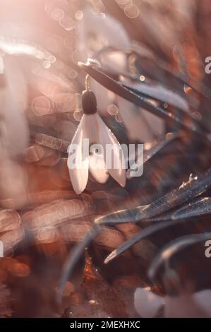 White spring flowers snowdrop.,Galanthus nivalis on a blurry light background Stock Photo