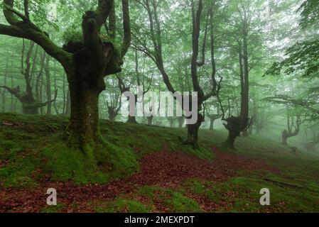 Belaustegi beech forest, Gorbea Natural Park, Vizcaya, Spain Stock Photo