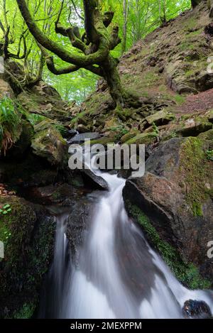 Belaustegi beech forest, Gorbea Natural Park, Basque Country, Spain Stock Photo