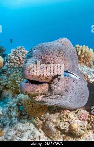 giant moray, Gymnothorax javanicus, with bluestreak cleaner wrasse, Labroides dimidiatus, The Barge Wreck, Small Gubal Island, North Red Sea, Egypt Stock Photo