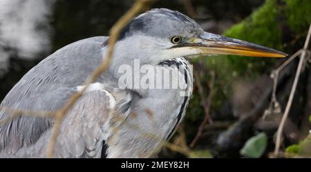 Kinnego, Lough Neagh, County Armagh, Northern Ireland, UK. 24 Jan 2023. UK weather – the mild weather has returned wit temperatures up to around 10C. Mainly grey and overcast however but very pleasant for January in the odd spot of sunshine.Credit: A grey heron feeding in the marina margins. CAZIMB/Alamy Live News. Stock Photo