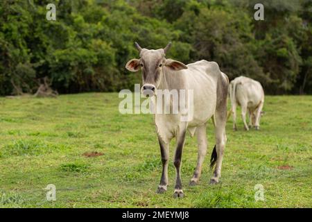 Goiania, Goiás, Brazil – January 23, 2023:  A white cow with brown spots, with another cow blurred in the background, in a fresh green ranch pasture. Stock Photo