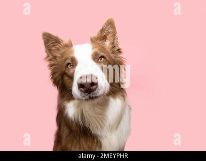 Serious border collie portrait looking at camera. Isolated on pink pastel background Stock Photo
