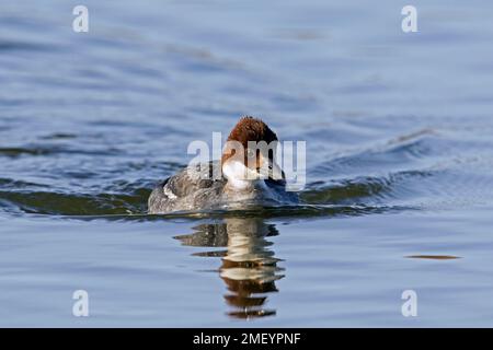Smew (Mergellus albellus / Mergus albellus) female swimming in pond in winter Stock Photo