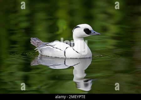 Smew (Mergellus albellus / Mergus albellus) male swimming in pond in winter Stock Photo