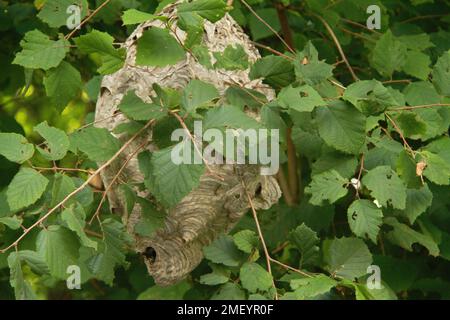 Large paper wasp nest hanging in tree Stock Photo