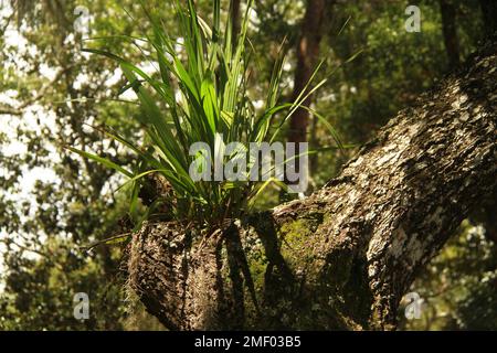 Florida, USA. Plant growing on a rotten tree. Stock Photo