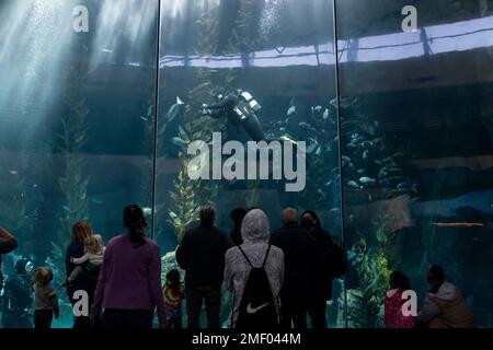 Visitors watch as scuba divers feed fish at the Aquarium of the Pacific on its first day of reopening to public in Long Beach, Calif., Tuesday, March 16, 2021. California has been on a reopening roll since a deadly winter surge that saw skyrocketing hospitalizations and positivity rates. (AP Photo/Jae C. Hong)