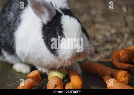A portrait of a Dutch rabbit next to carrots Stock Photo