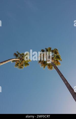 Two tall palms over the blue sky on sunny day, view from the ground Stock Photo