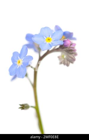 Forget-me-not flower close-up on white Stock Photo