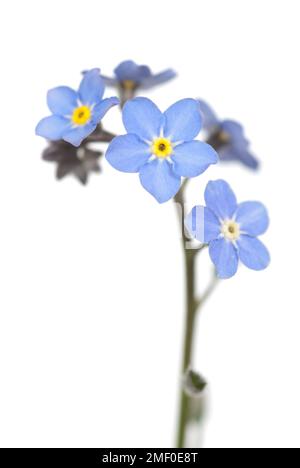 Forget-me-not flower close-up on white Stock Photo