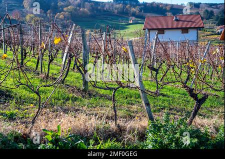 Hilly txakoli grape vineyards, making of Txakoli or chacolí slightly sparkling, very dry white wine with high acidity and low alcohol content, Getaria Stock Photo