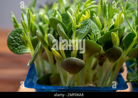 Healthy food, young sprouts plants of green garden cress and lupin ready for consumption growing in blue plastic box close up Stock Photo