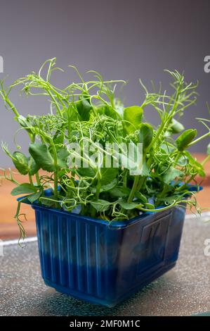 Healthy food, young sprouts plants of green garden affilla cress ready for consumption growing in blue plastic box close up Stock Photo