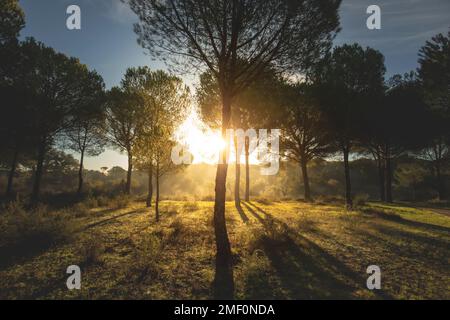 Misty landscape of backlit pine forest with sun rays behind a tree near the marshes of Doana National Park in Huelva, Spain Stock Photo