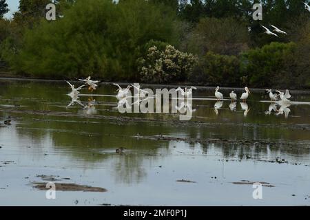 A group of Pelicans landing on a pond Stock Photo