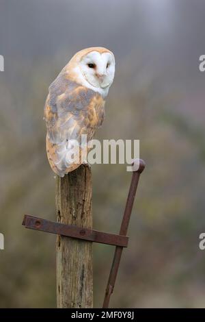 Barn Owl perched on wooden post Stock Photo