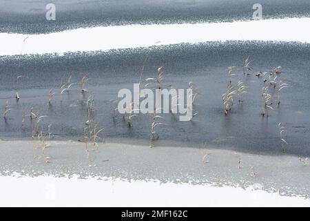 Lake water freezing, thin ice and common reeds covered with light snow. Stock Photo