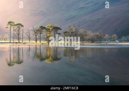 Row of Pine trees with beautiful reflections in lake at Buttermere on a calm morning with bright sunlight. Lake District, UK. Stock Photo
