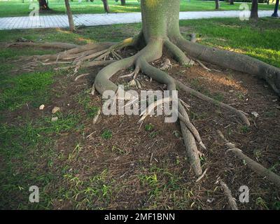 The roots of the Floss silk tree on the ground. Chorisia speciosa. Stock Photo