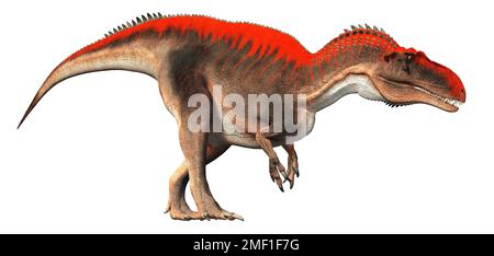 Acrocanthosaurus was a type of carcharodontosaurid dinosaur that lived during the early Early Cretaceous in what is now North America. Stock Photo