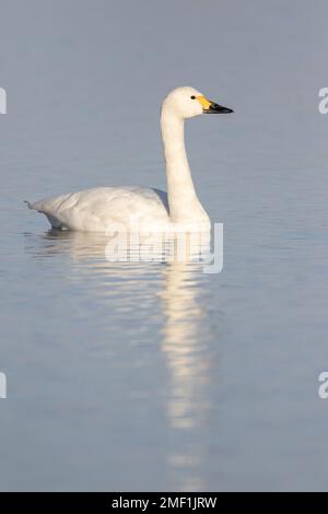 Bewick's Swan (Cygnus columbianus), adult on water, WWT Slimbridge, Gloucestershire, England, December Stock Photo