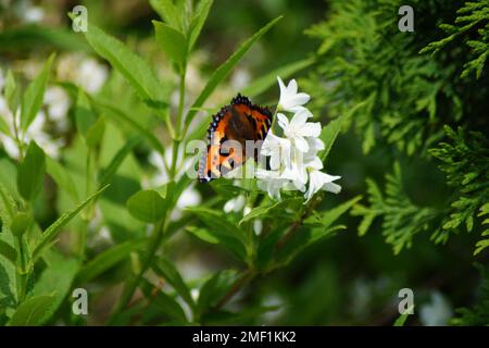 butterfly little fox on a flower Stock Photo