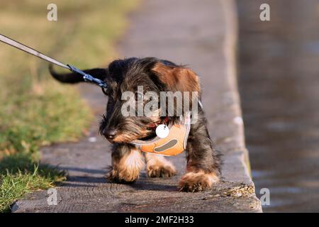 cute wire haired dachshund puppy walking in the park Stock Photo