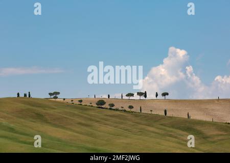 Tuscan landscape of rolling hills dotted with trees in the Val d'Orcia region of Tuscany, Italy Stock Photo