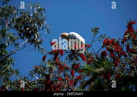 Cattle Egret (Bubulcus ibis) perching on a tree in Sydney, NSW, Australia (Photo by Tara Chand Malhotra) Stock Photo