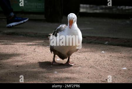 Domestic goose sp. (Domestic type) Anser sp. (Domestic type) at a Wildlife Park in Sydney, NSW, Australia. (Photo by Tara Chand Malhotra) Stock Photo