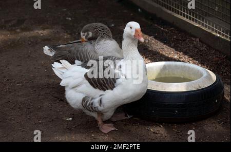 A pair of Domestic gooses sp. (Domestic type) Anser sp. (Domestic type) at a Wildlife Park in Sydney, NSW, Australia. (Photo by Tara Chand Malhotra) Stock Photo